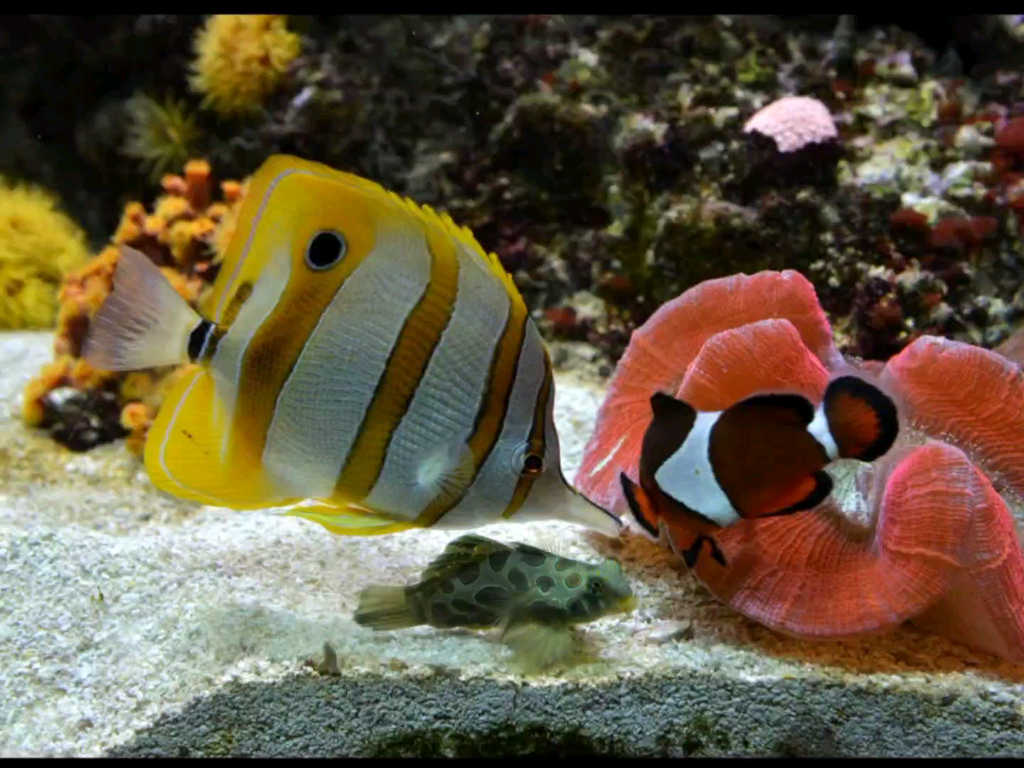海洋生物中的黄鳍大黑点大块黄白条纹交加