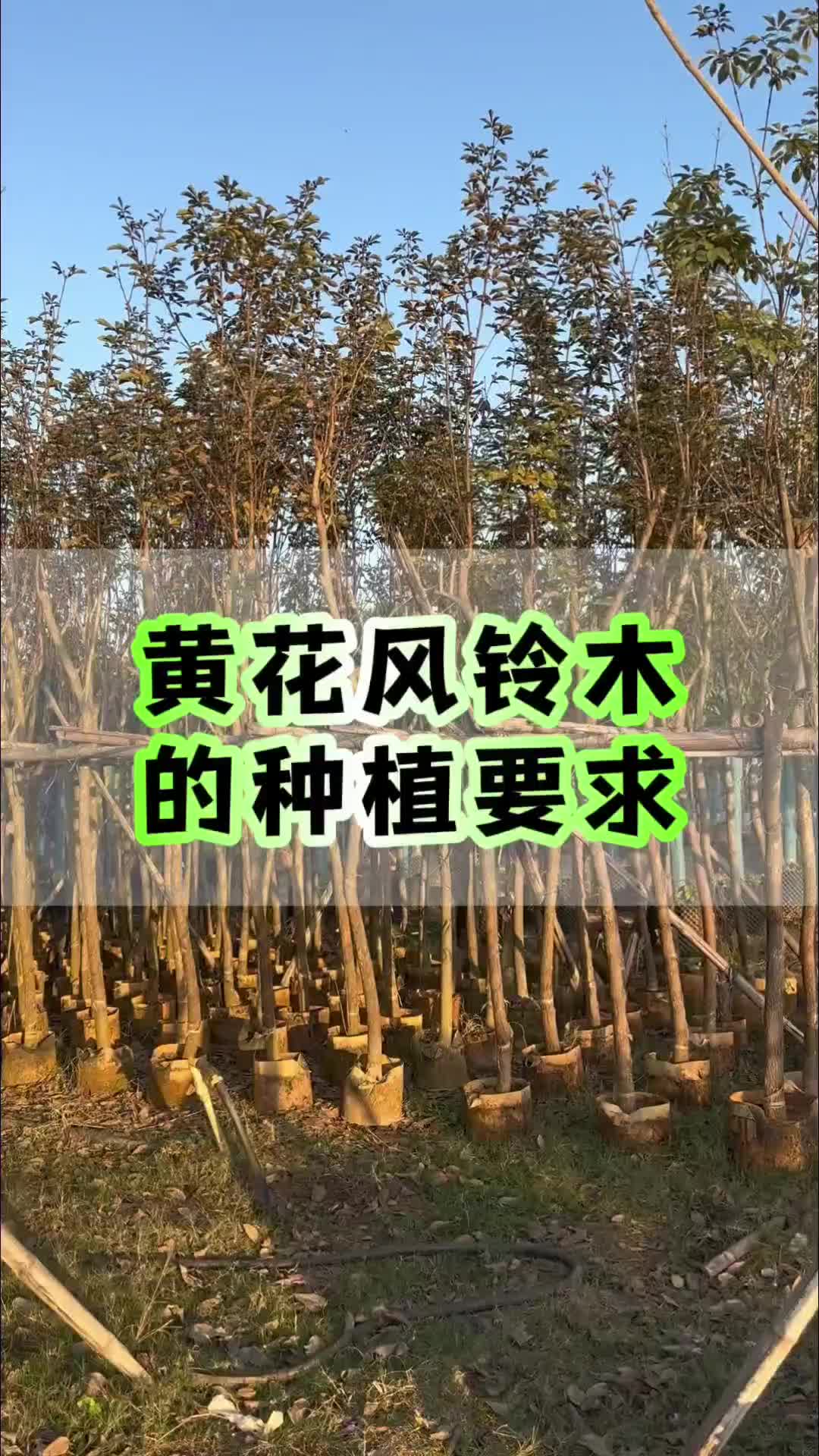 黄花风铃木种植方法图片