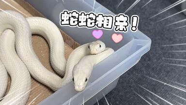 历经两个月！今年最后一窝大白蛇的崽子终于出壳了_哔哩哔哩_bilibili