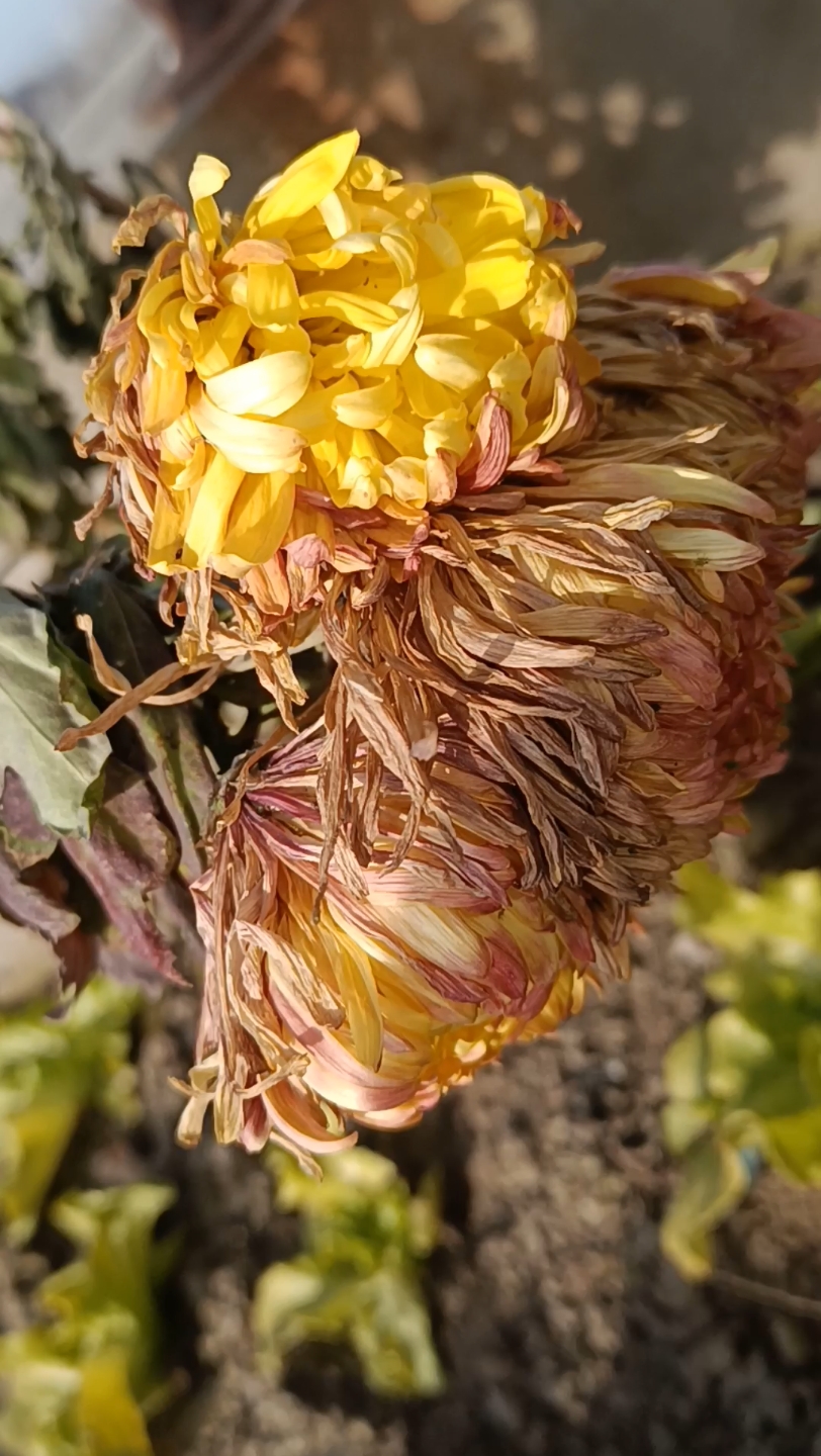 枯萎的菊花