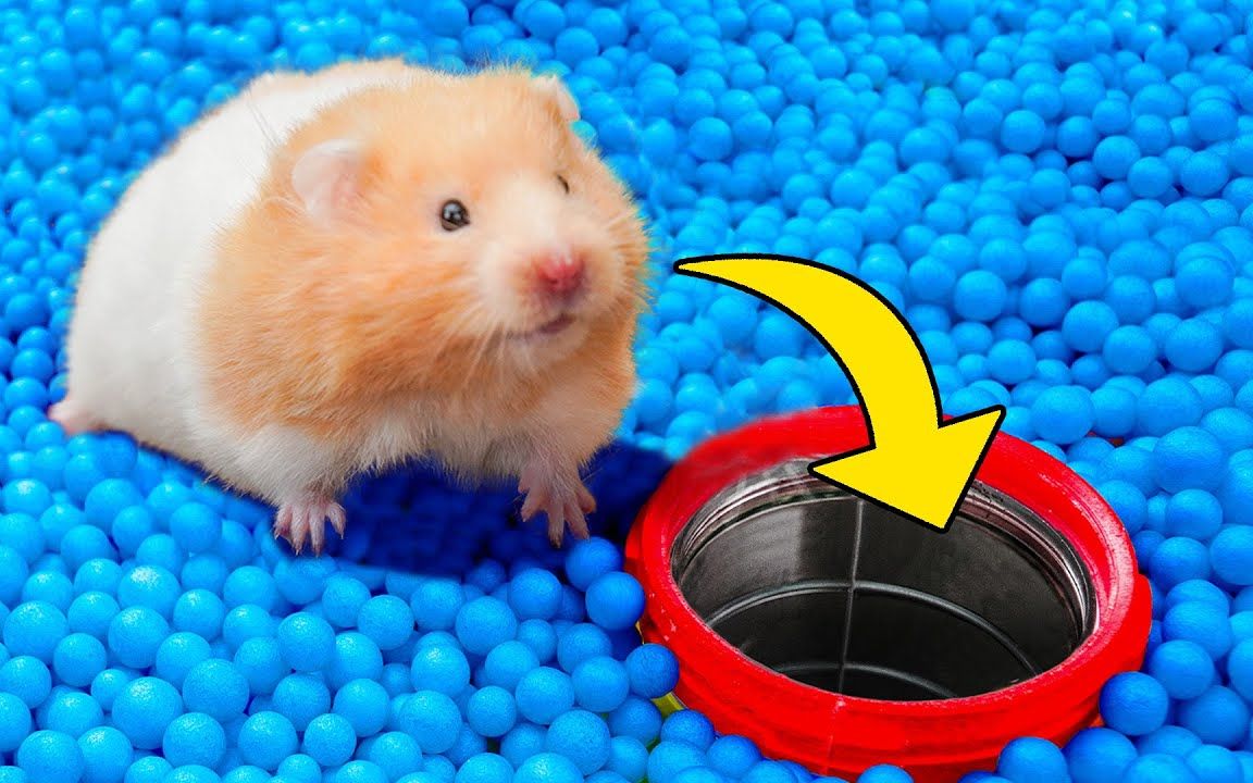 小仓鼠挑战泡泡球迷宫在彩虹泡泡浴池玩得不亦乐乎还能挑战成功吗