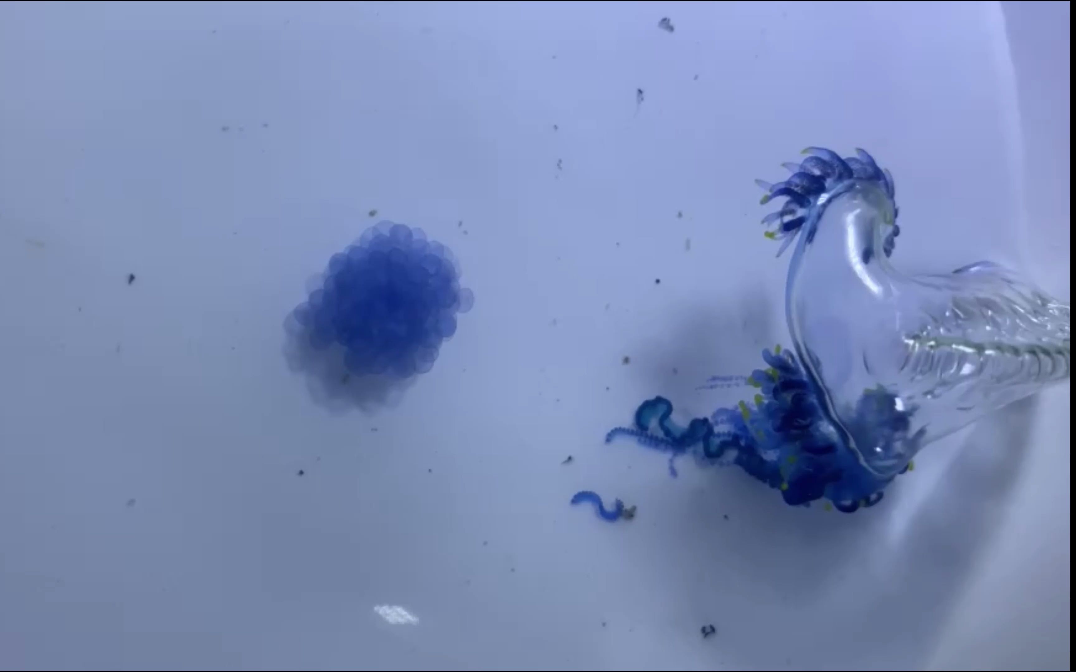 僧帽水母的卵见过吗?竟然还会动!