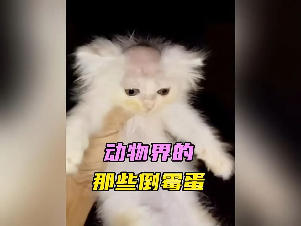 [图]动物界的倒霉蛋，笑不活了,搞笑 ,猫咪 ,狗狗,动物精彩瞬间!