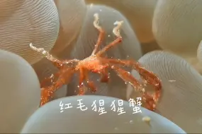 鱼类识别之：Orangutan Crab 红毛猩猩蟹