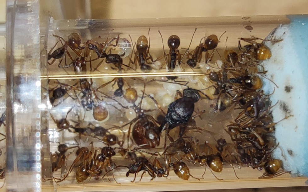 【蚂蚁】多齿盘腹蚁,金屁蚂送走前记录_哔哩哔哩_bilibili