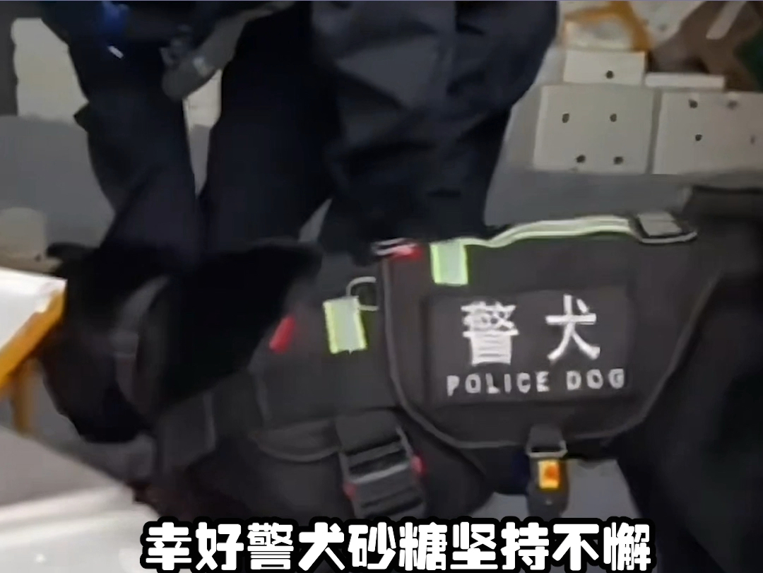 警犬:下班后1000字检讨放我狗窝哔哩哔哩bilibili