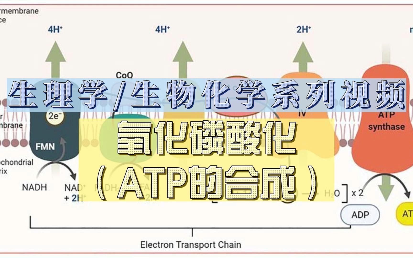 【生理学/生物化学系列视频】氧化磷酸化哔哩哔哩bilibili