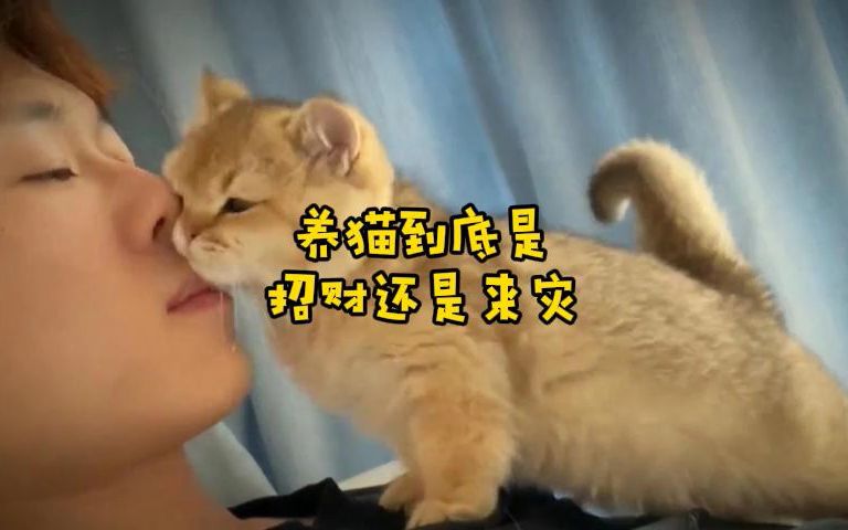 养猫到底是招财还是来灾?哔哩哔哩bilibili