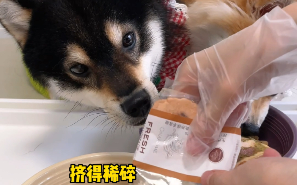 柴犬配餐 | 今天是修狗料理日!吃惠灵顿牛排啦~~哔哩哔哩bilibili