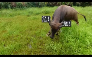 Скачать видео: 【标准结局】当一只