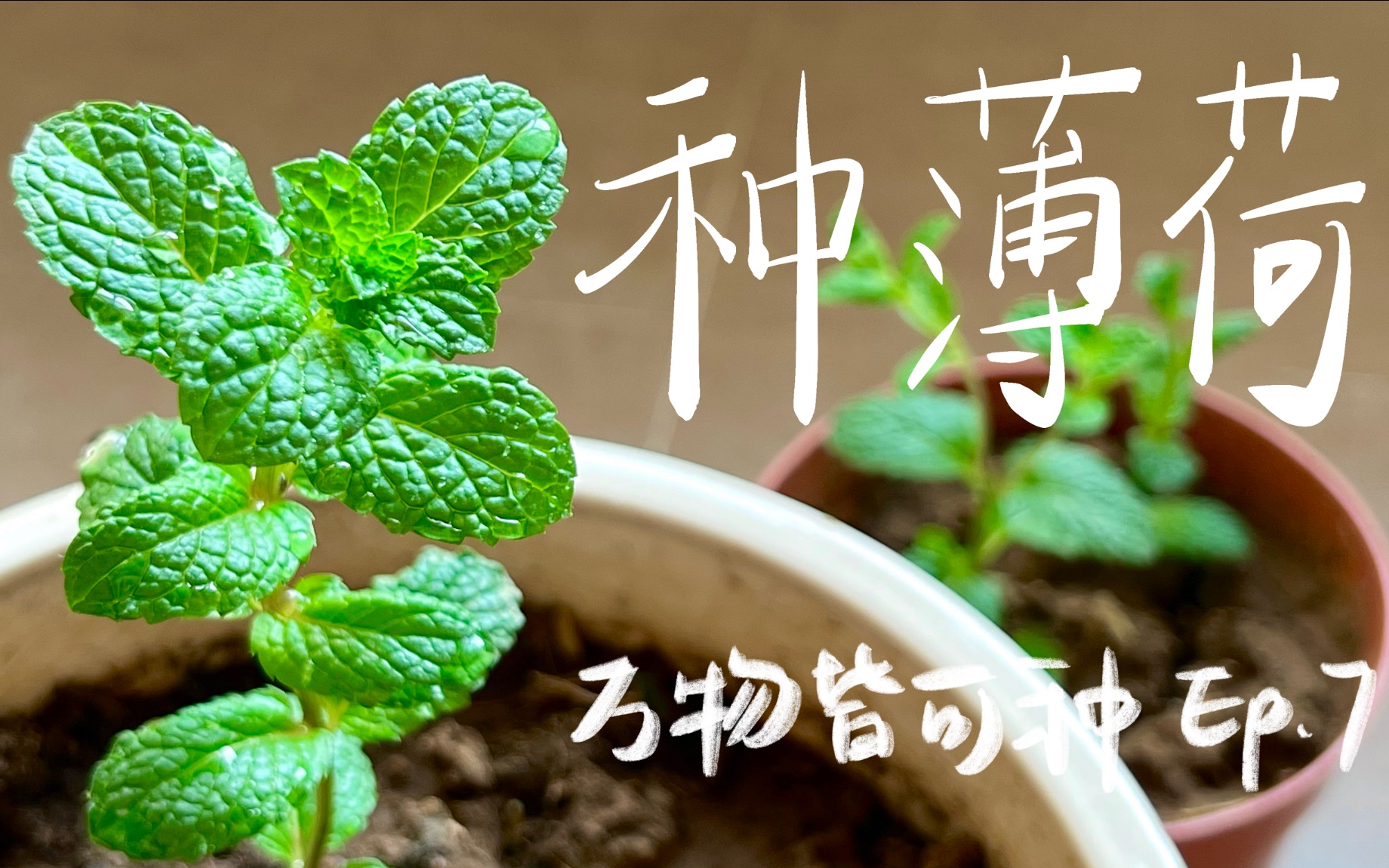 [图]种薄荷 无限生长，生生不息-万物皆可种系列