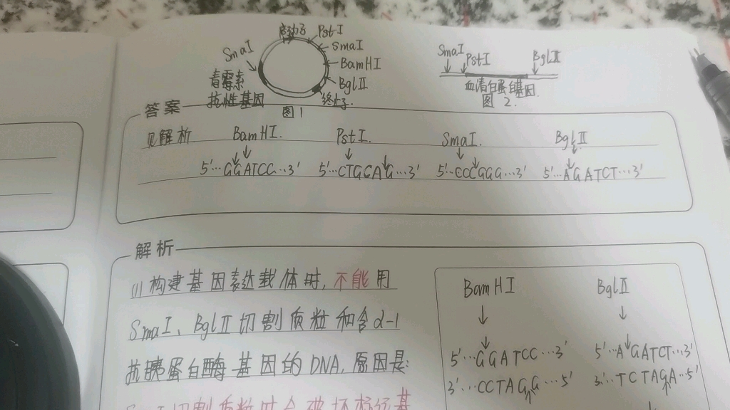 基因工程中怎样选择限制酶组合去切割质粒和含目的基因的DNA片段哔哩哔哩bilibili