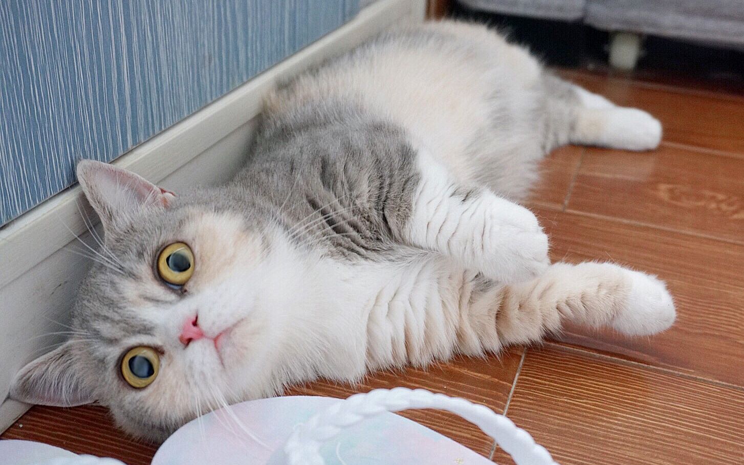 猫界直男,把喜欢的女生追到手然后揍它!