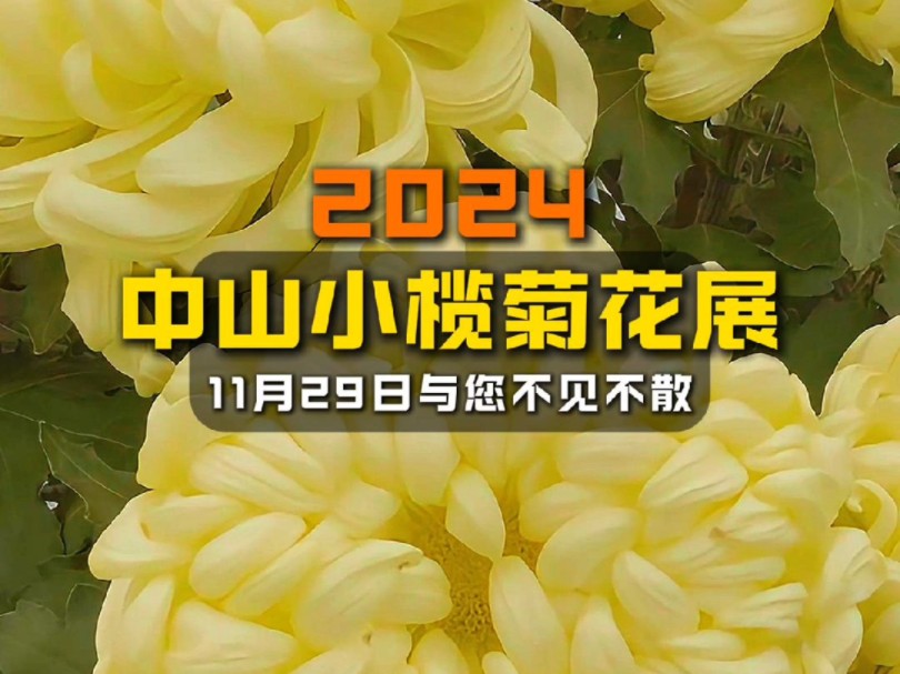 2024中山小榄菊花会哔哩哔哩bilibili