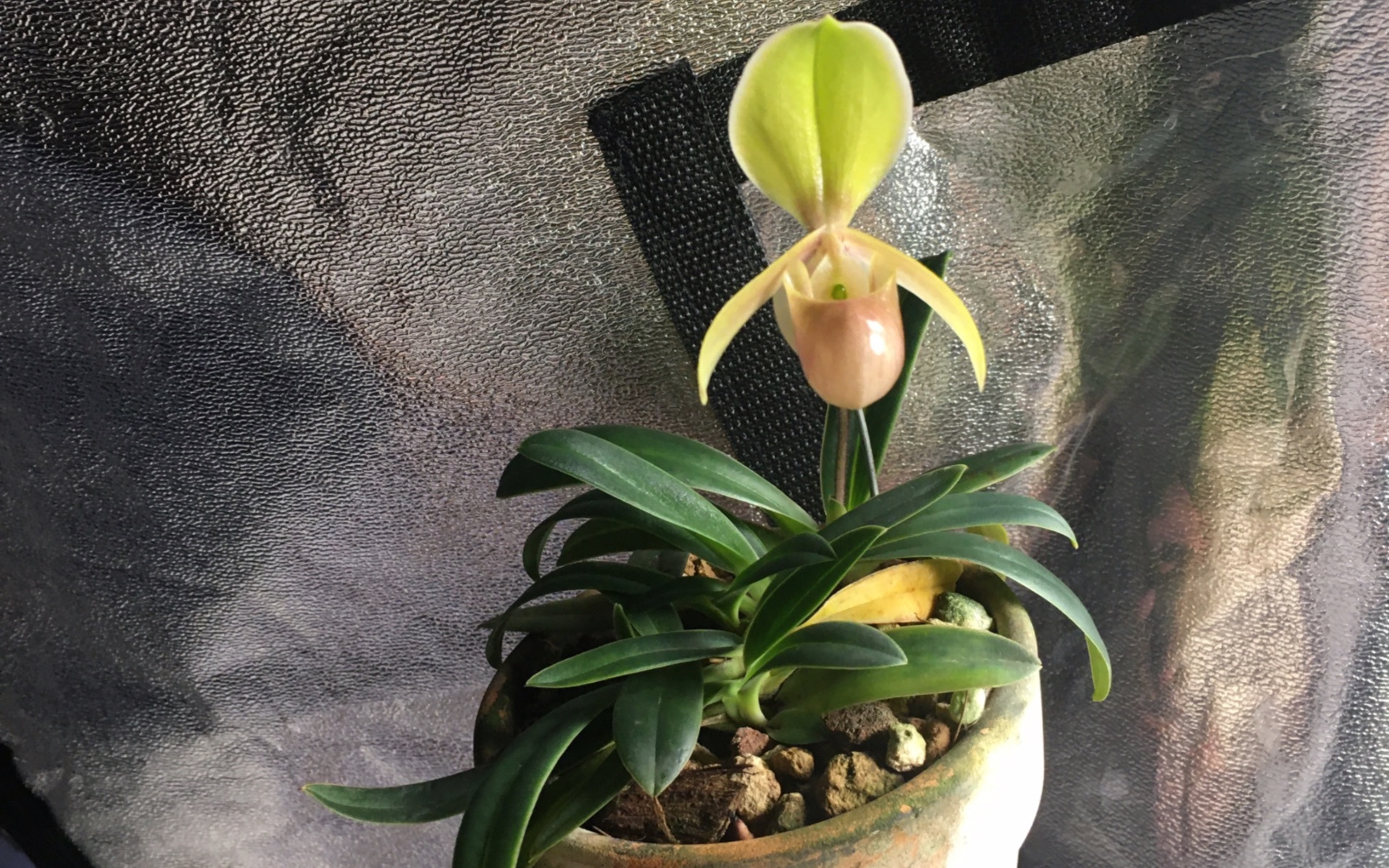 小型绿叶兜兰paphiopedilumhelenae海伦兜兰开花记录