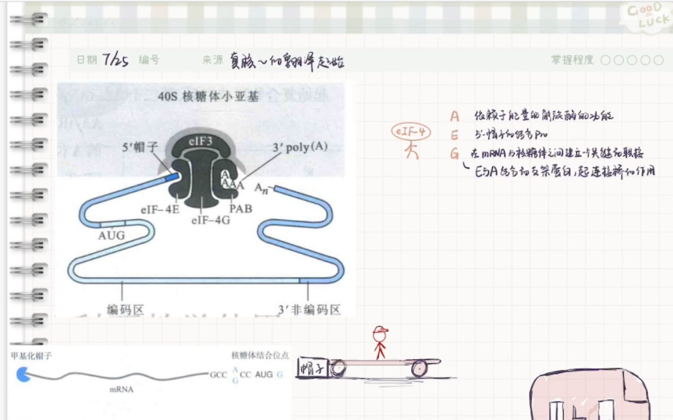 自用复盘:真核生物翻译起始的过程和翻译起始因子哔哩哔哩bilibili