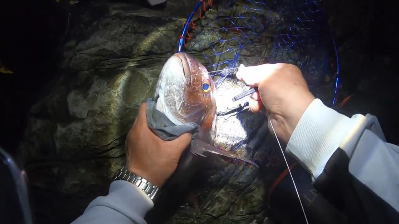 海钓夜钓,五岛列岛资源丰富,随便钓钓都是巨物哔哩哔哩bilibili