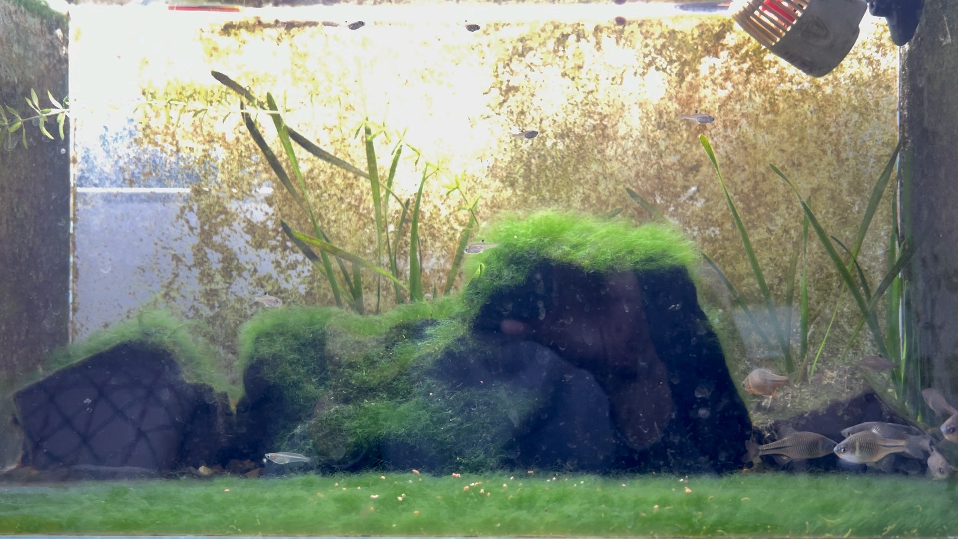 01.23-蓝鼻子鳑鲏缸