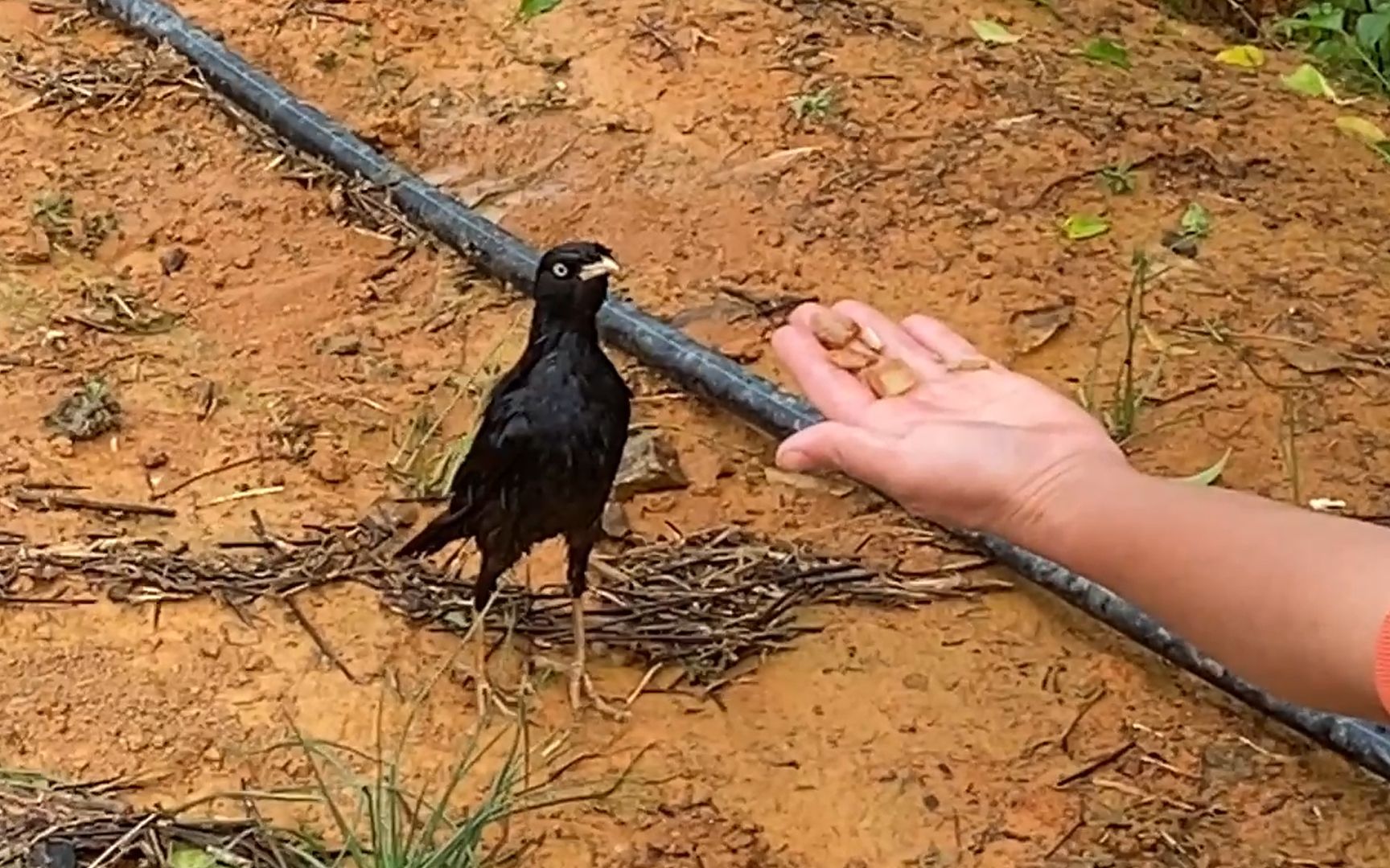果园飞来一只小黑鸟,通人性能听懂人说话,一起看看吧