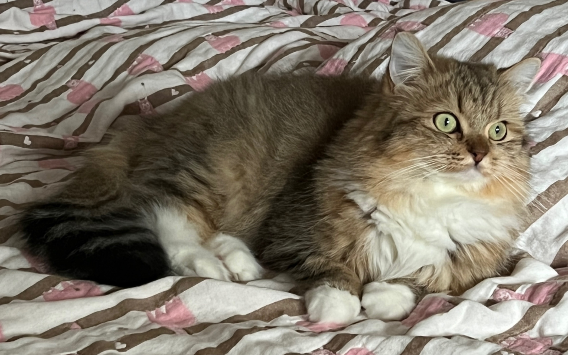 西伯利亚森林猫白色长袜美腿