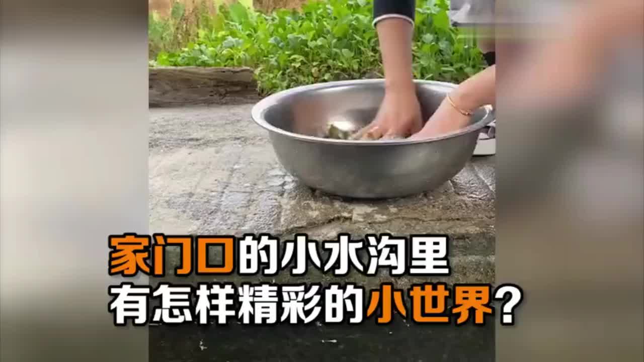 谁说“水至清则无鱼”?家门口小水沟里的绝美世界哔哩哔哩bilibili