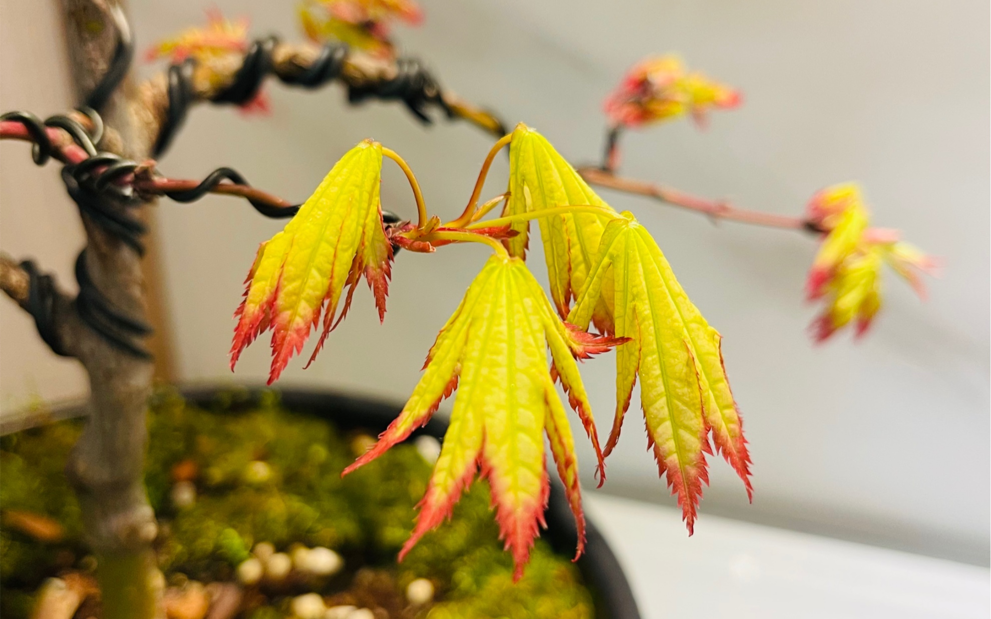 记录枫树日笠山 茜 蝴蝶 精灵 金线出叶情况!_哔哩哔哩_bilibili