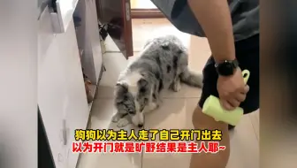 狗狗以为主人走了自己开门出去，以为开门就是旷野结果是主人耶~狗：人生是旷- 哐哐几巴掌