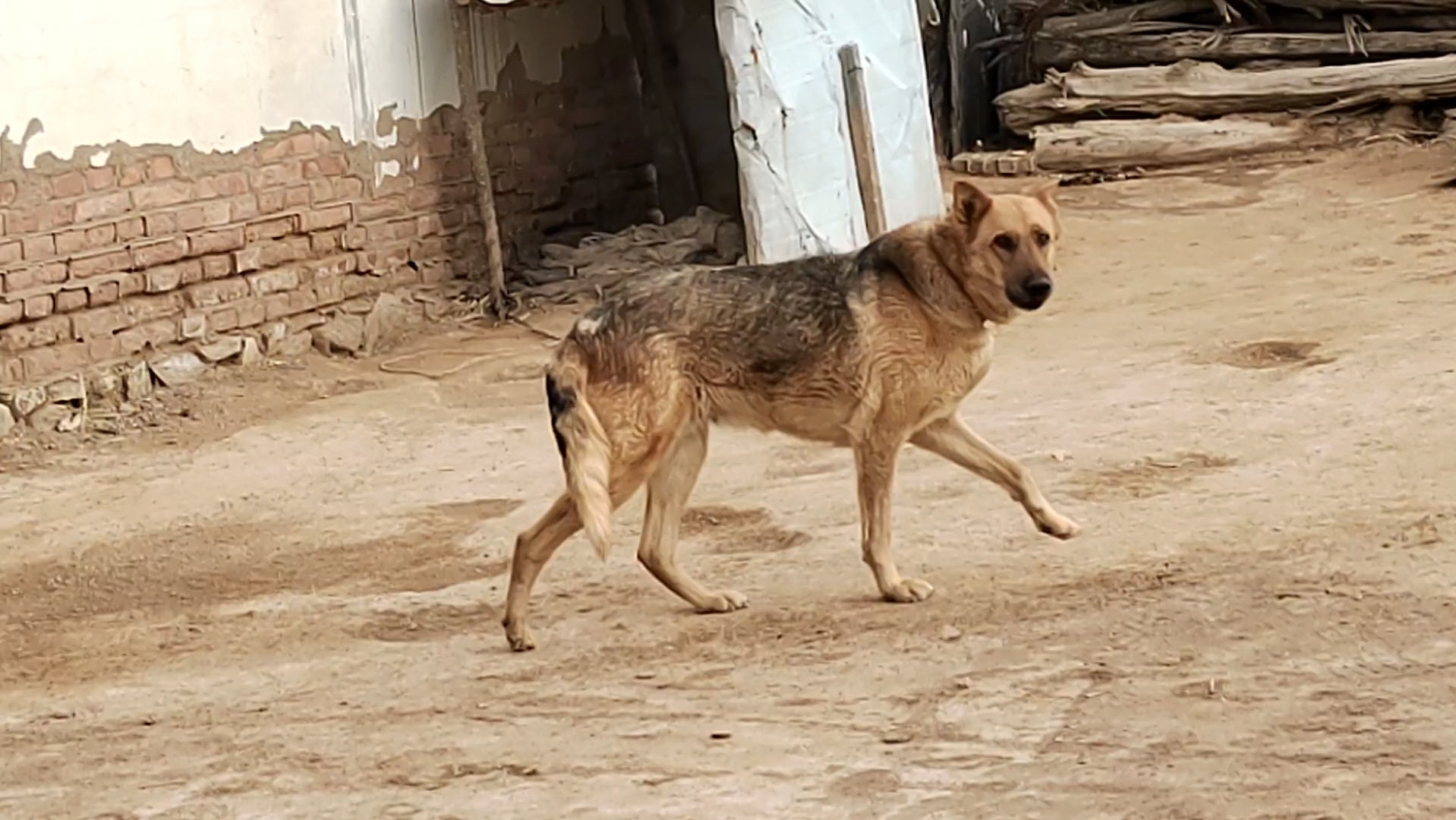 【秀简】忠诚的看家狗