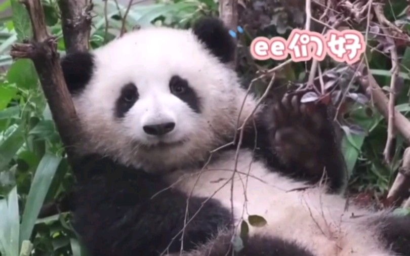 来自大头花的颜值暴击,把大熊猫花花装进屏幕里哔哩哔哩bilibili