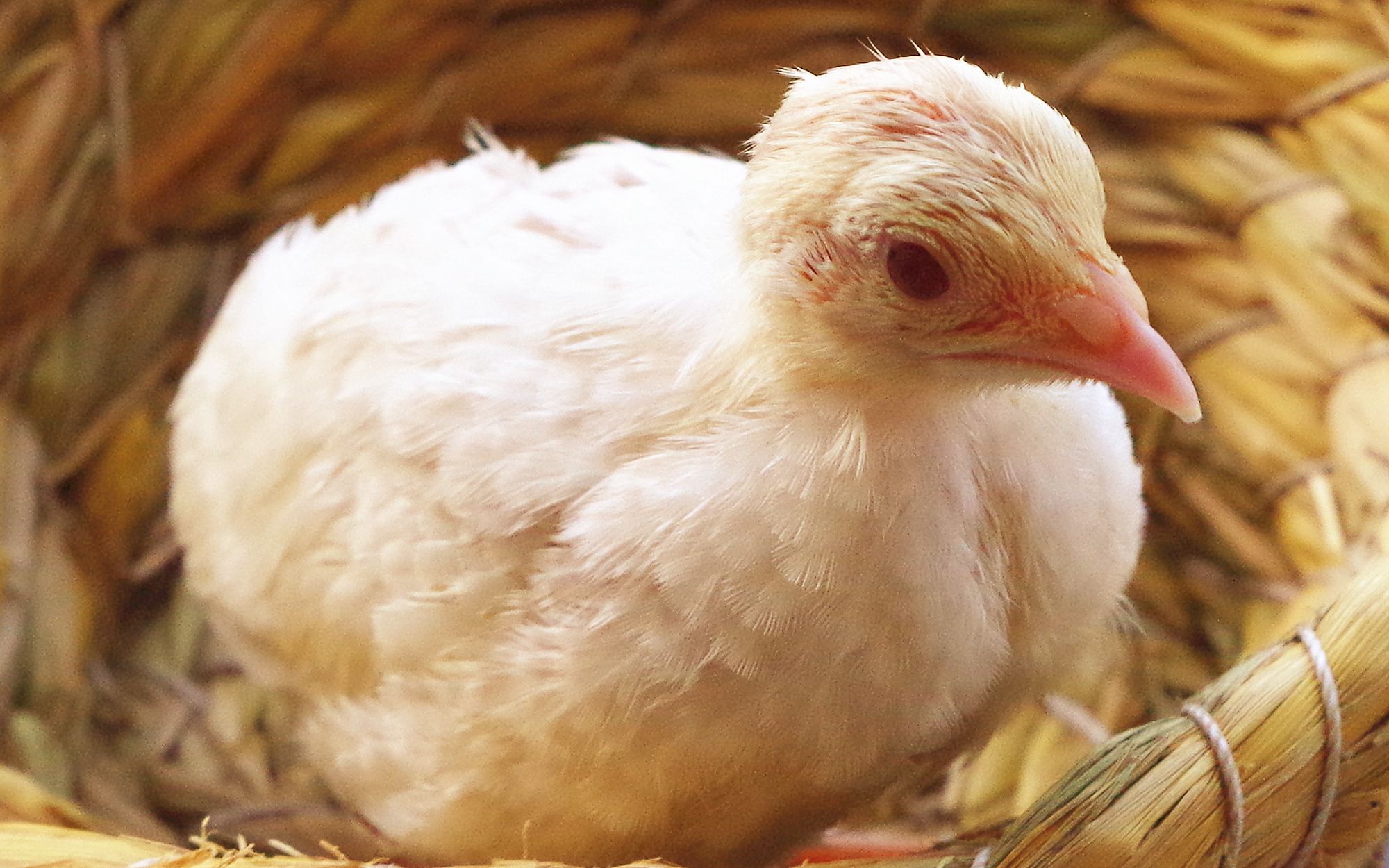 白鵪鶉鳥日常