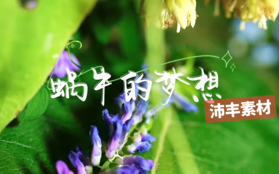 《蜗牛的梦想》背景视频