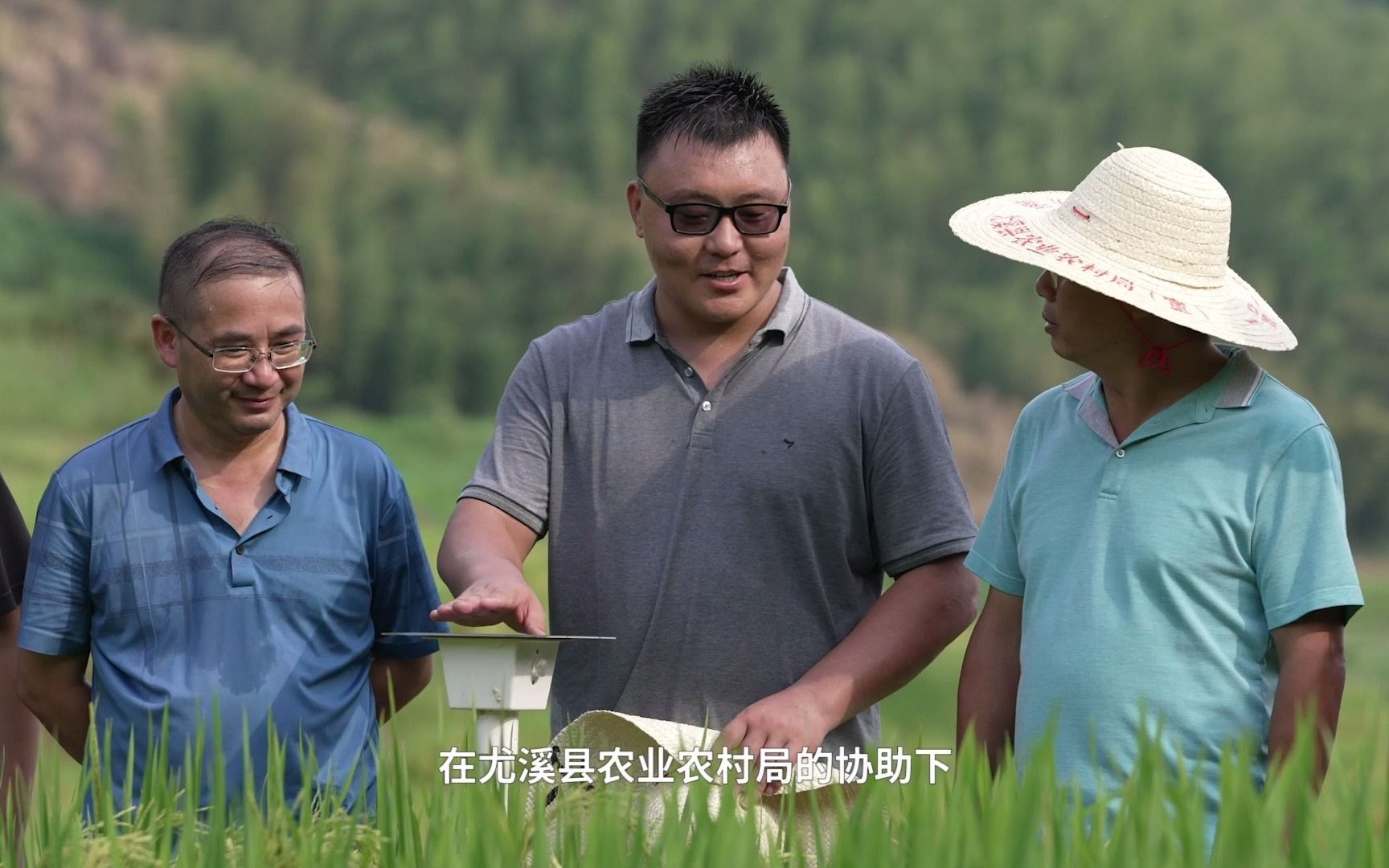 [图]革命老区千亩水稻梯田产业与生态振兴-施龙清