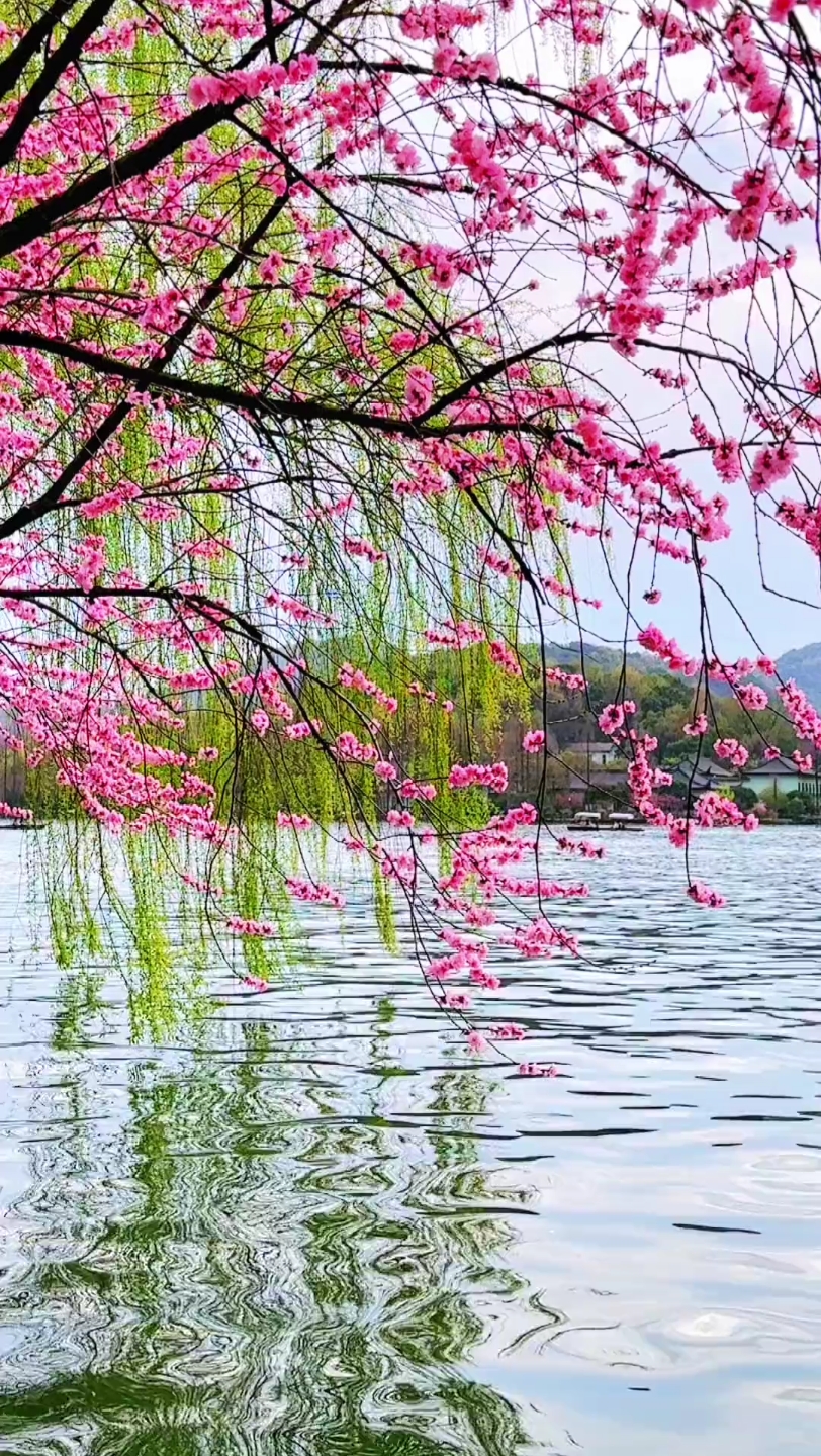 阳春三月西湖美景