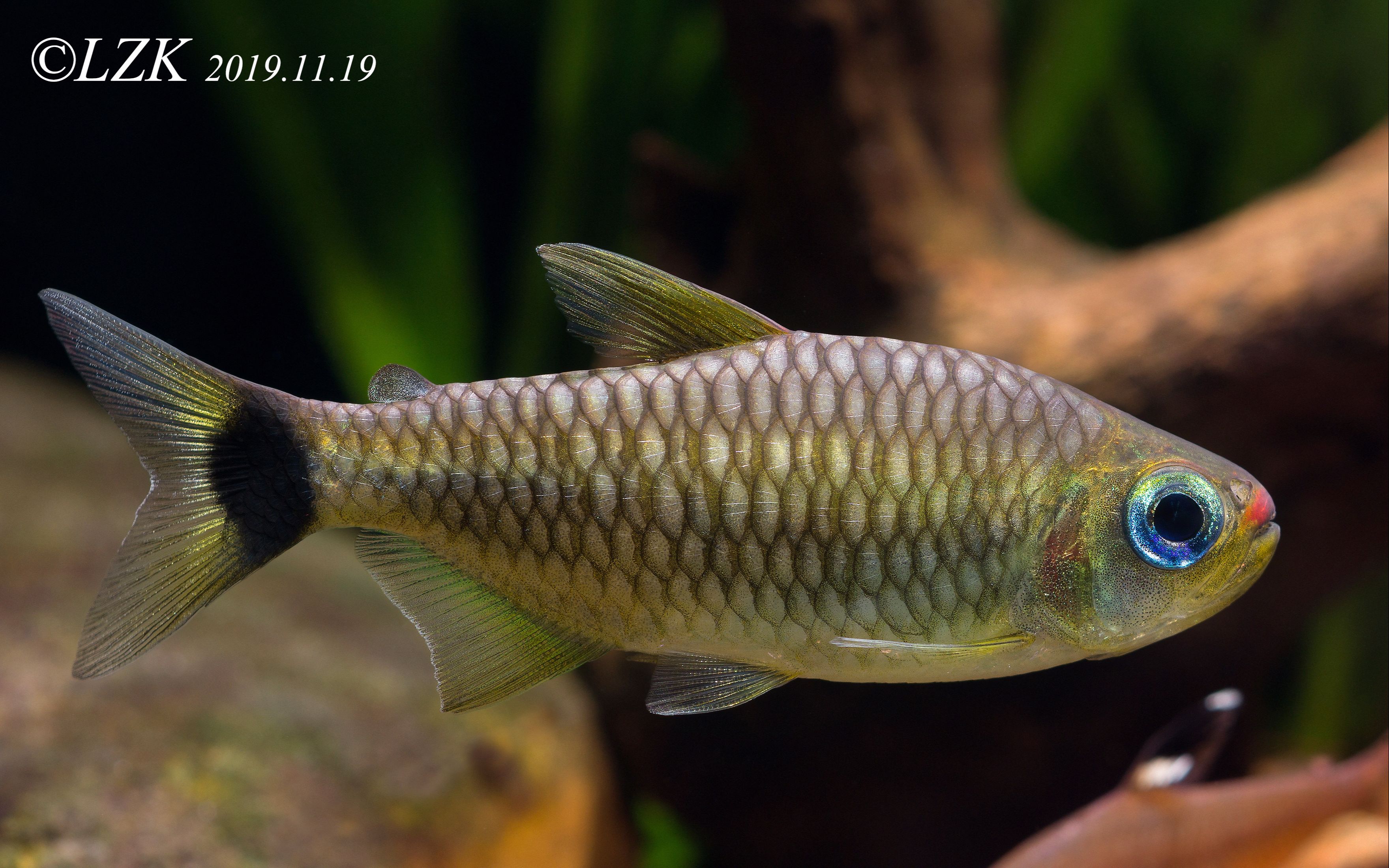 【自家鱼缸】 【灯鱼】 【热带鱼】红唇可卡