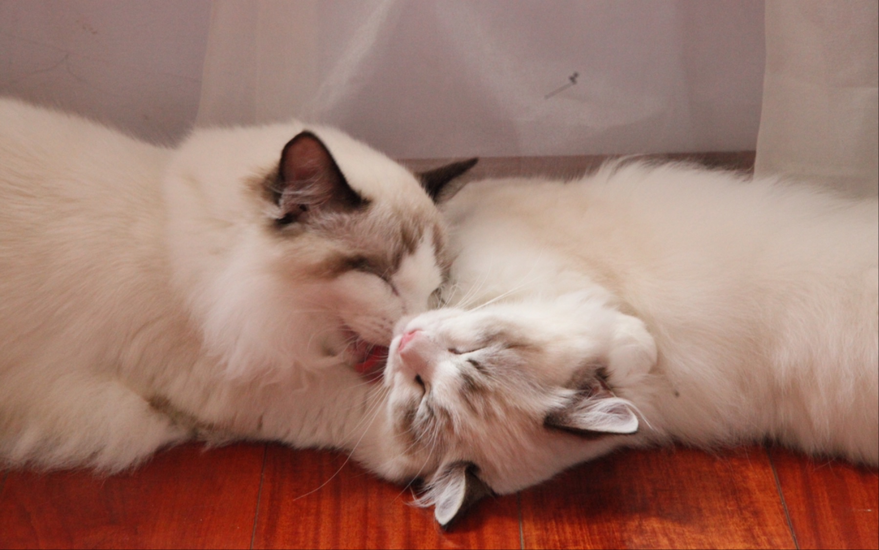 能看完这期两只布偶猫小猫咪无限吃播的都是勇士吧!