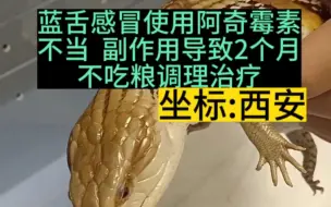 下载视频: 蓝舌感冒使用阿奇霉素不当，副作用导致2个月不吃粮调理治疗。