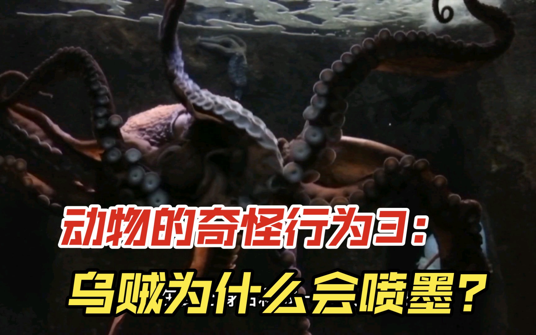 动物的奇怪行为3:乌贼为什么会喷墨?