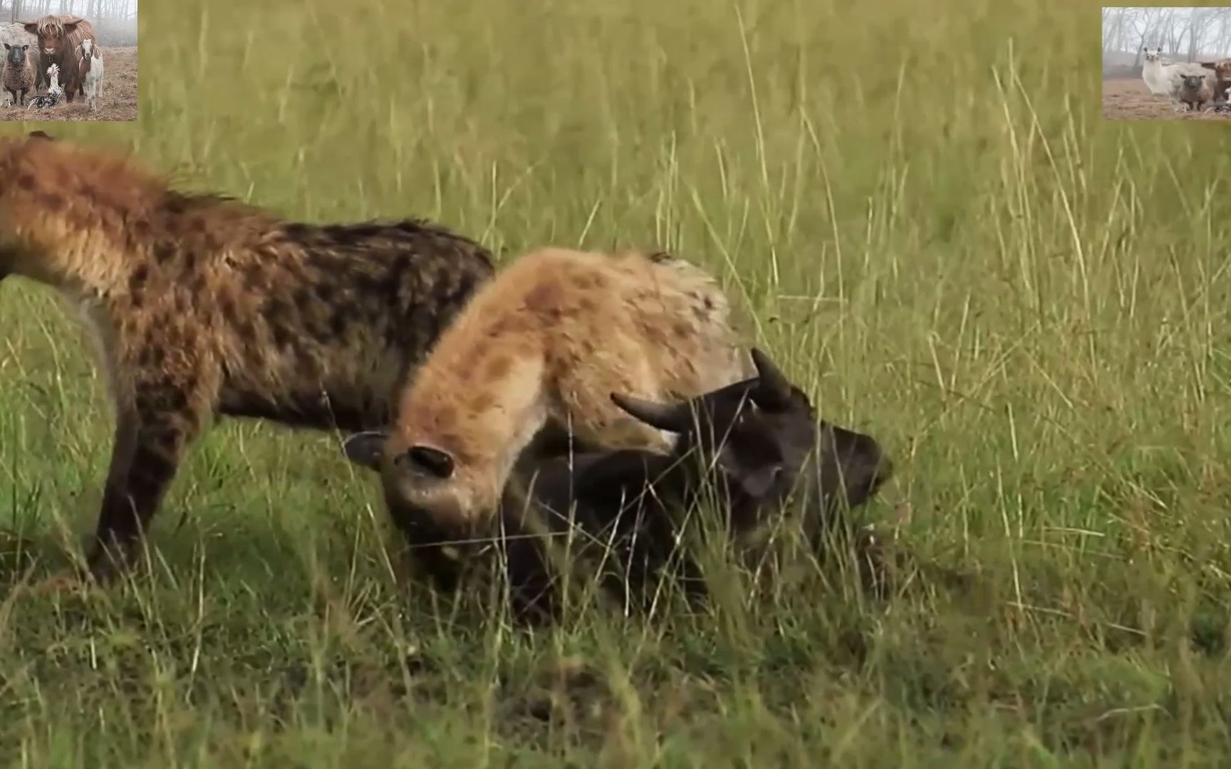 非洲二哥鬣狗的独门绝技,掏肛,谁都可以掏,一掏一个准