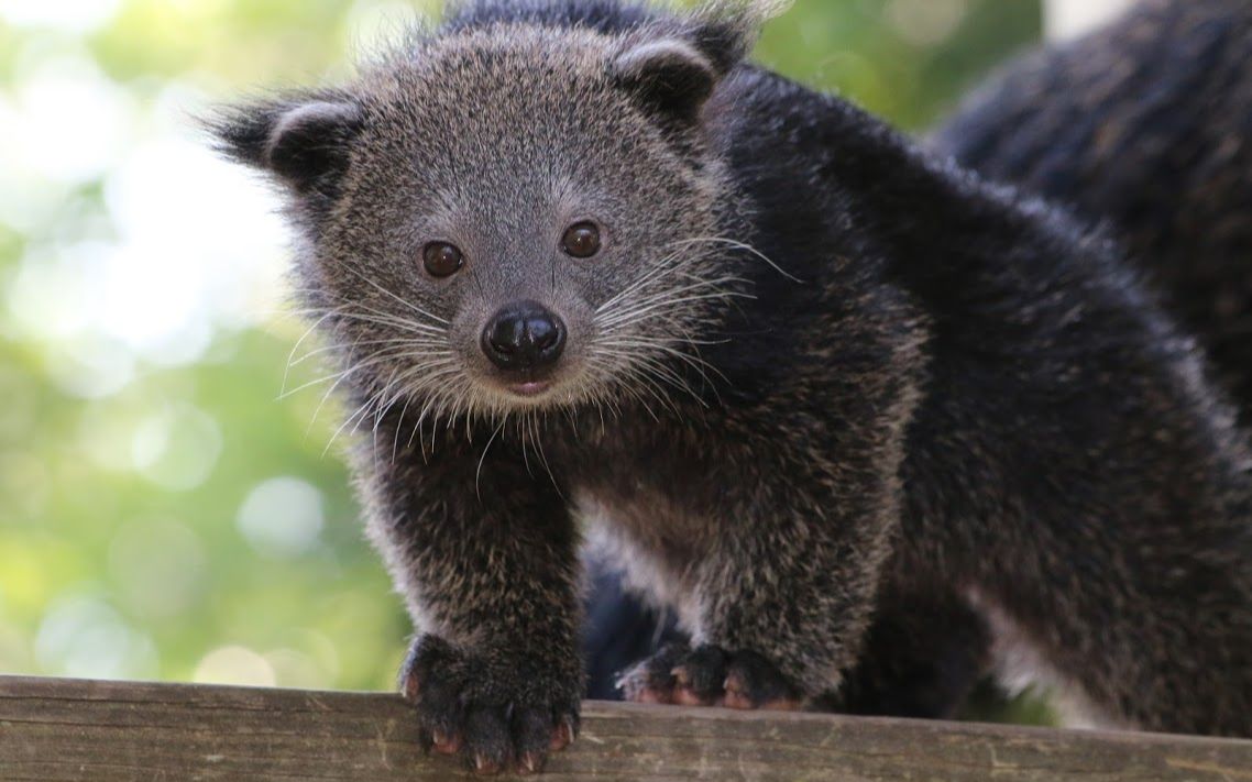 南洋の灵猫!动物园之星·熊狸展区欣赏