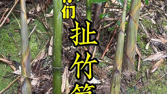 雨后野生小竹笋太漂亮了、营养美味又过瘾、喜欢拔竹笋的快来哟、错过又等一年!竹笋野生竹笋大山里的味道拔竹笋农村生活哔哩哔哩bilibili