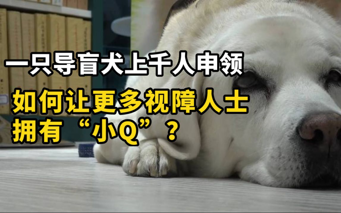 一只导盲犬上千人申领,如何让更多视障人士拥有“小Q”?哔哩哔哩bilibili