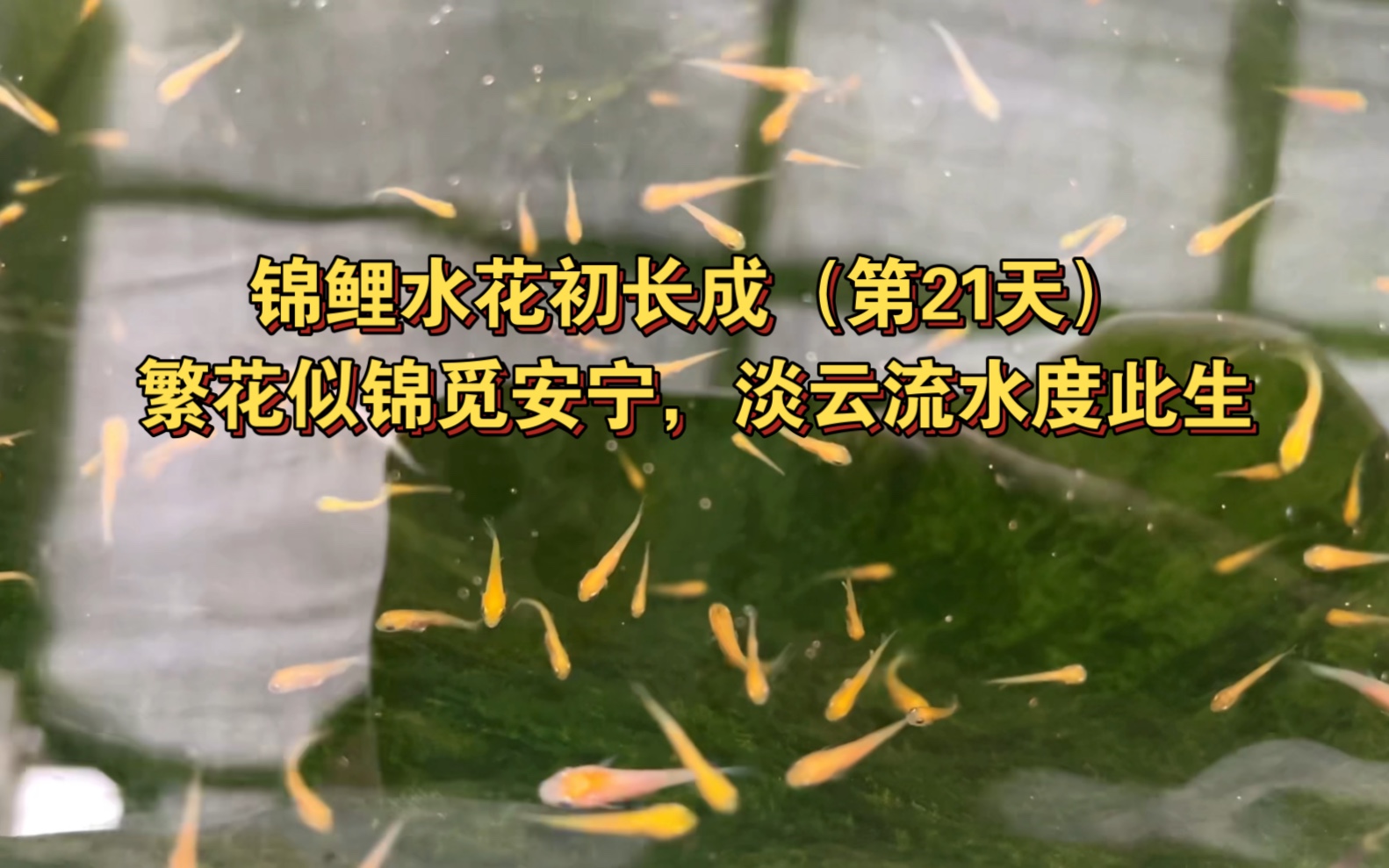 锦鲤水花初长成第21天-繁花似锦觅安宁,淡云流水度此生.