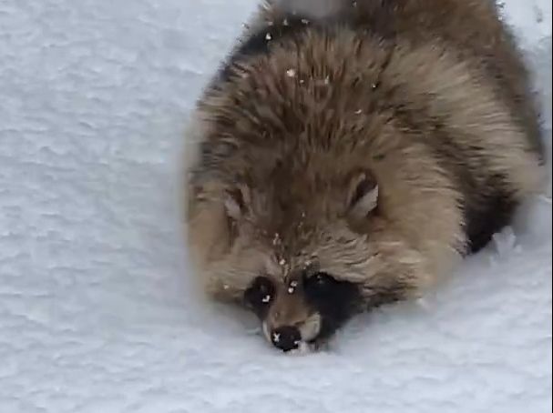 给雪地趴趴的貉子投喂鱼肉块