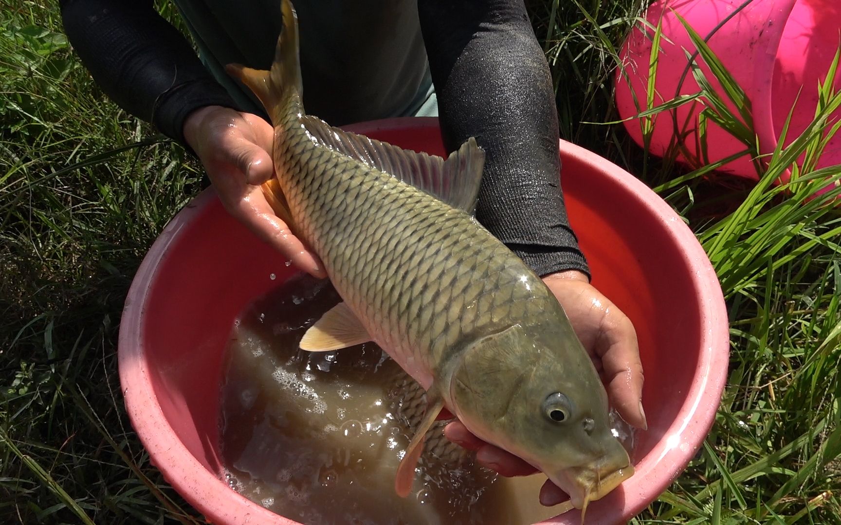 2年没干过的鱼塘,估价60元买下里面的鱼,抽干后大鱼翻滚赚翻了