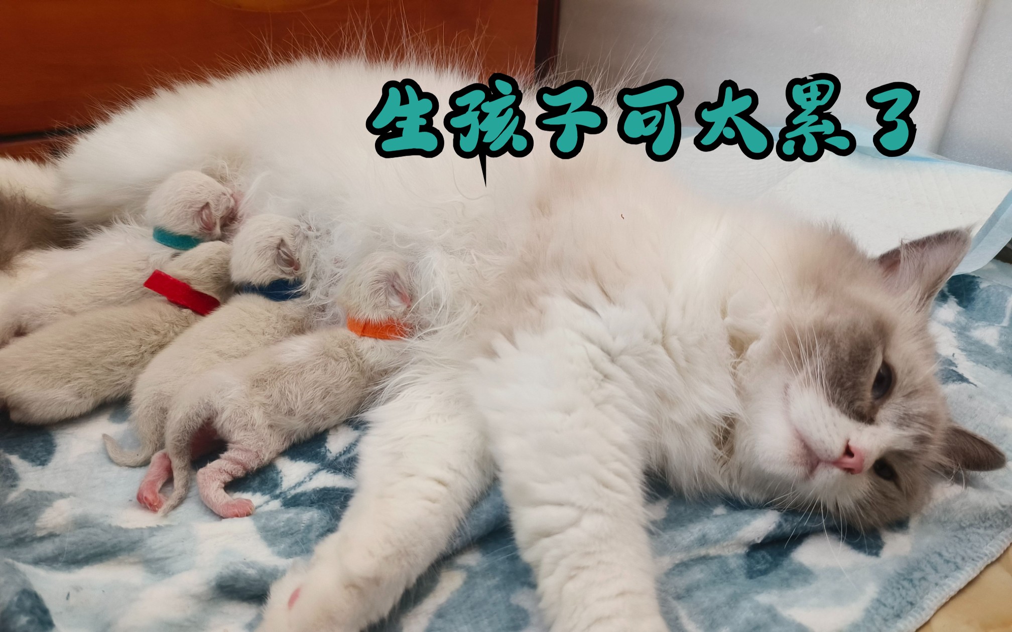 布偶猫幼崽出生记录(长安生崽记)哔哩哔哩bilibili