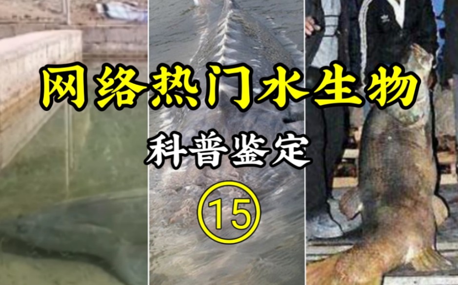 [图]鉴定网络热门水生物视频【15】