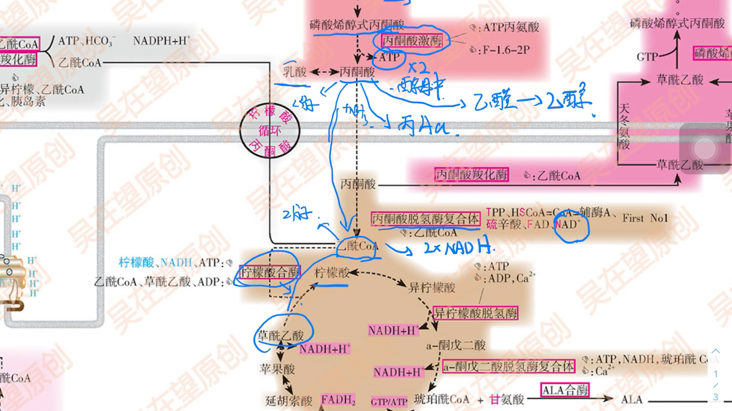 生化糖酵解TCA自用哔哩哔哩bilibili