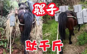 Download Video: 山西农村大哥花40000买骡子，回家能驮能犁能拉车，比小车用处多