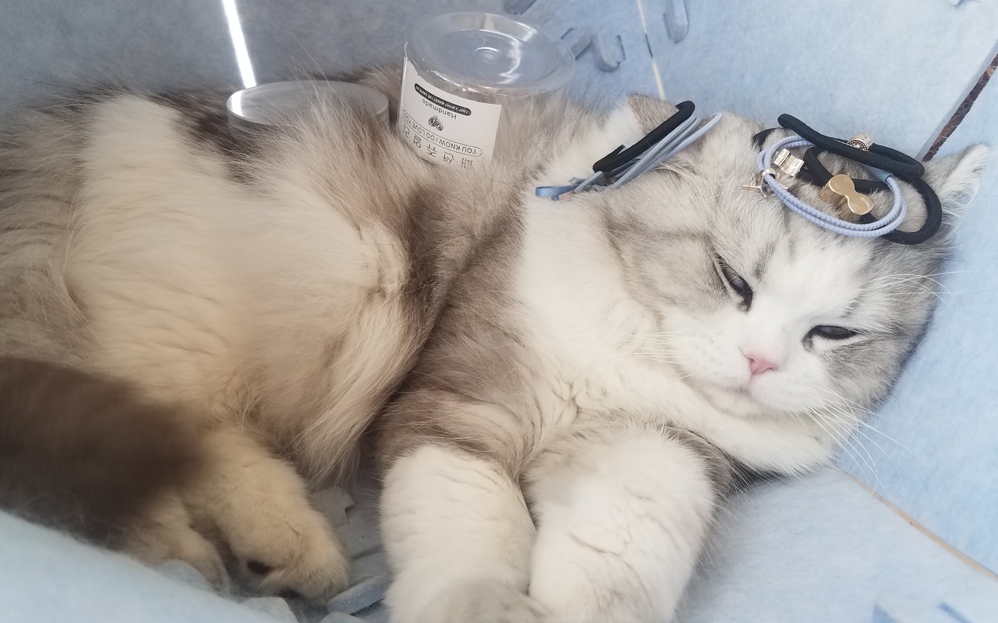 小猫咪惨遭酷刑耳朵挂金箍拔火罐戏精up