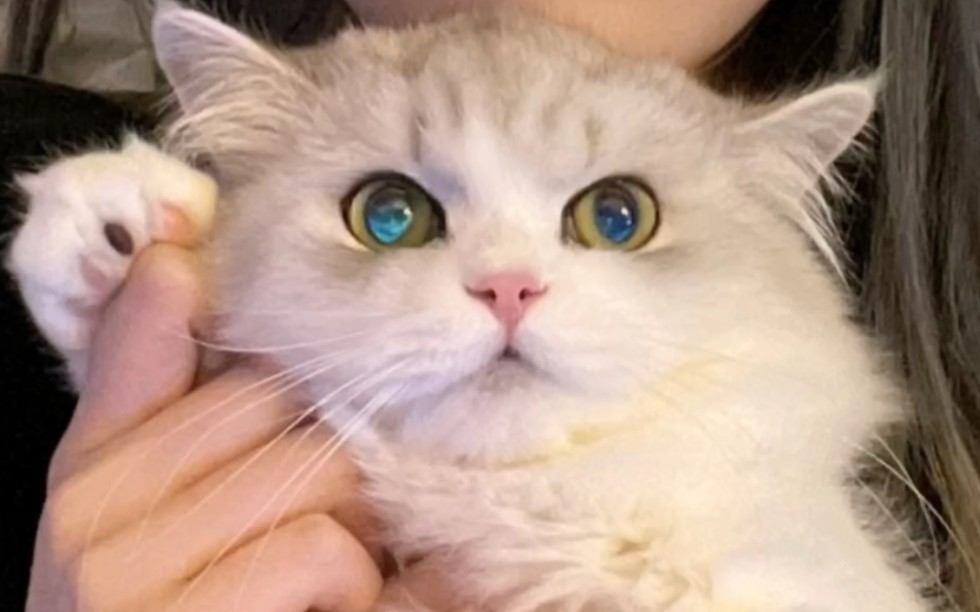 "【诗情画奕】